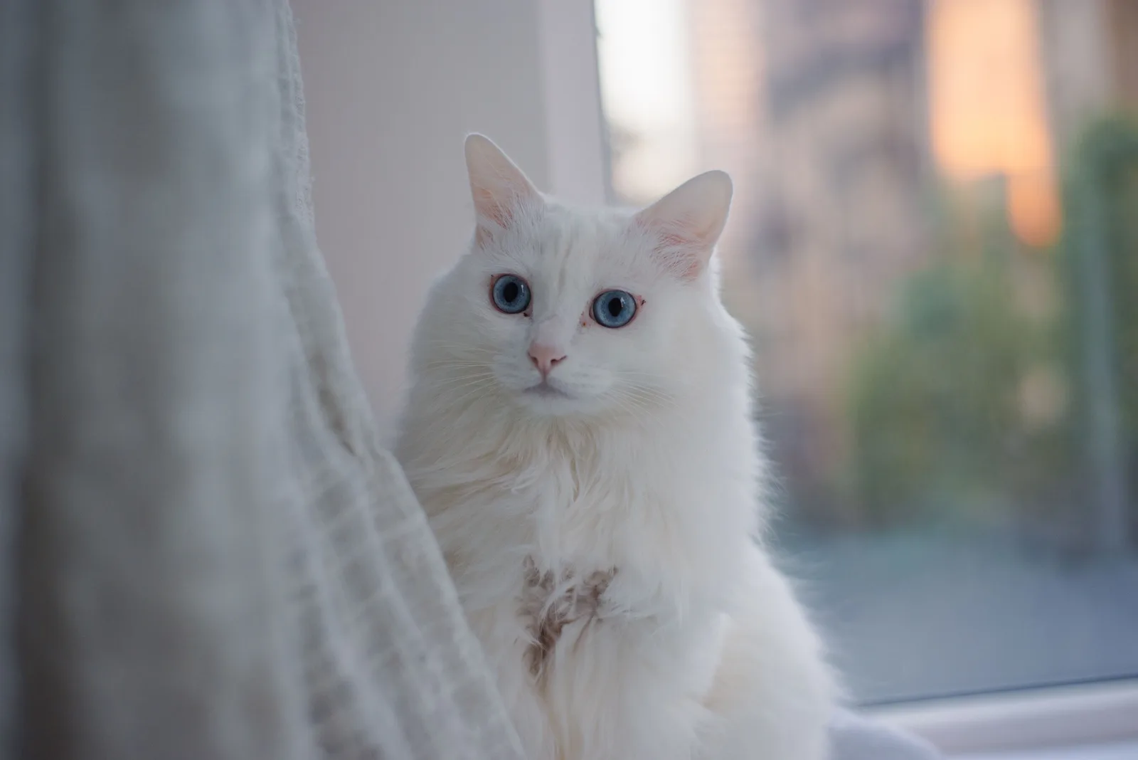 A cat photographed beside a window