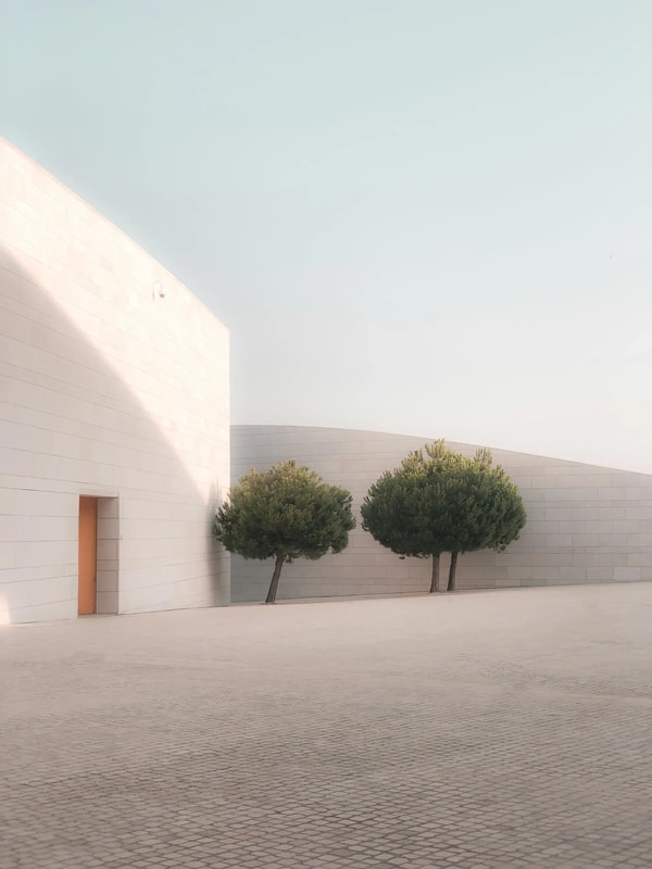 Two clipped trees standing against a long pale wall in soft haze