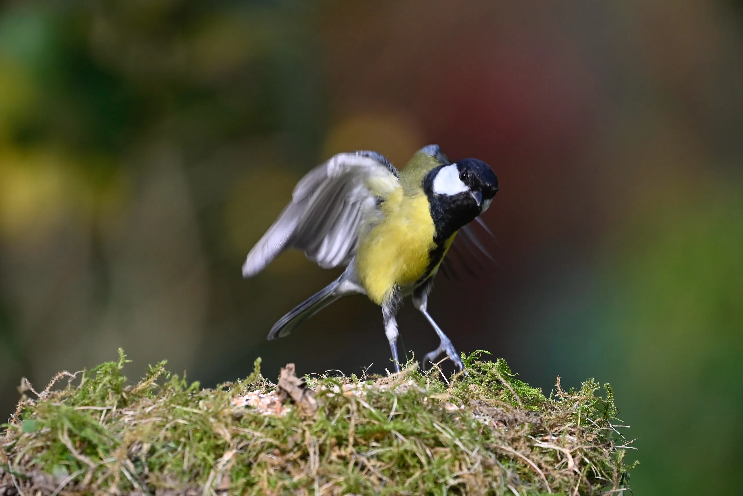 Vögel im Garten - photography by Günter Pfannenstein