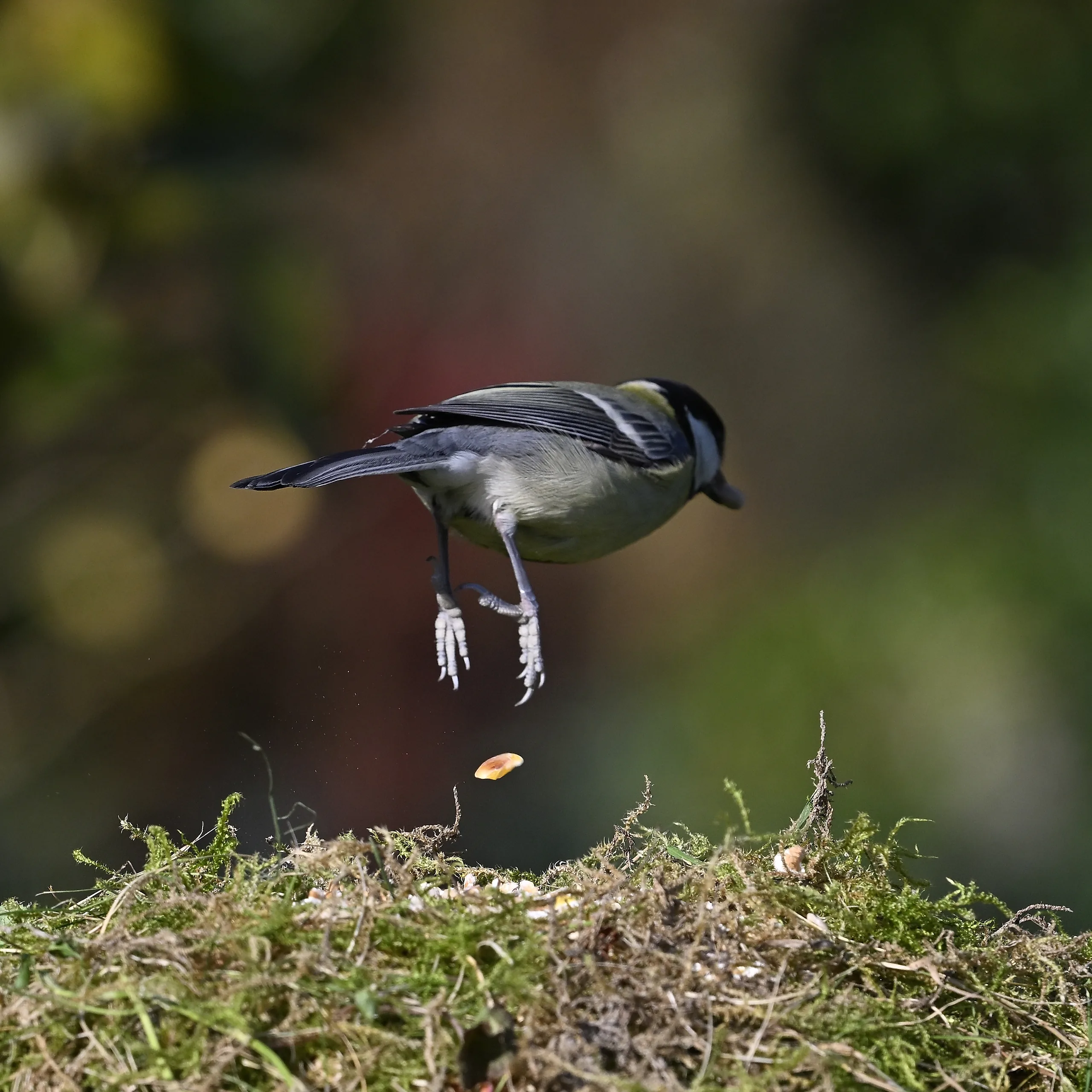 Vögel im Garten - photography by Günter Pfannenstein