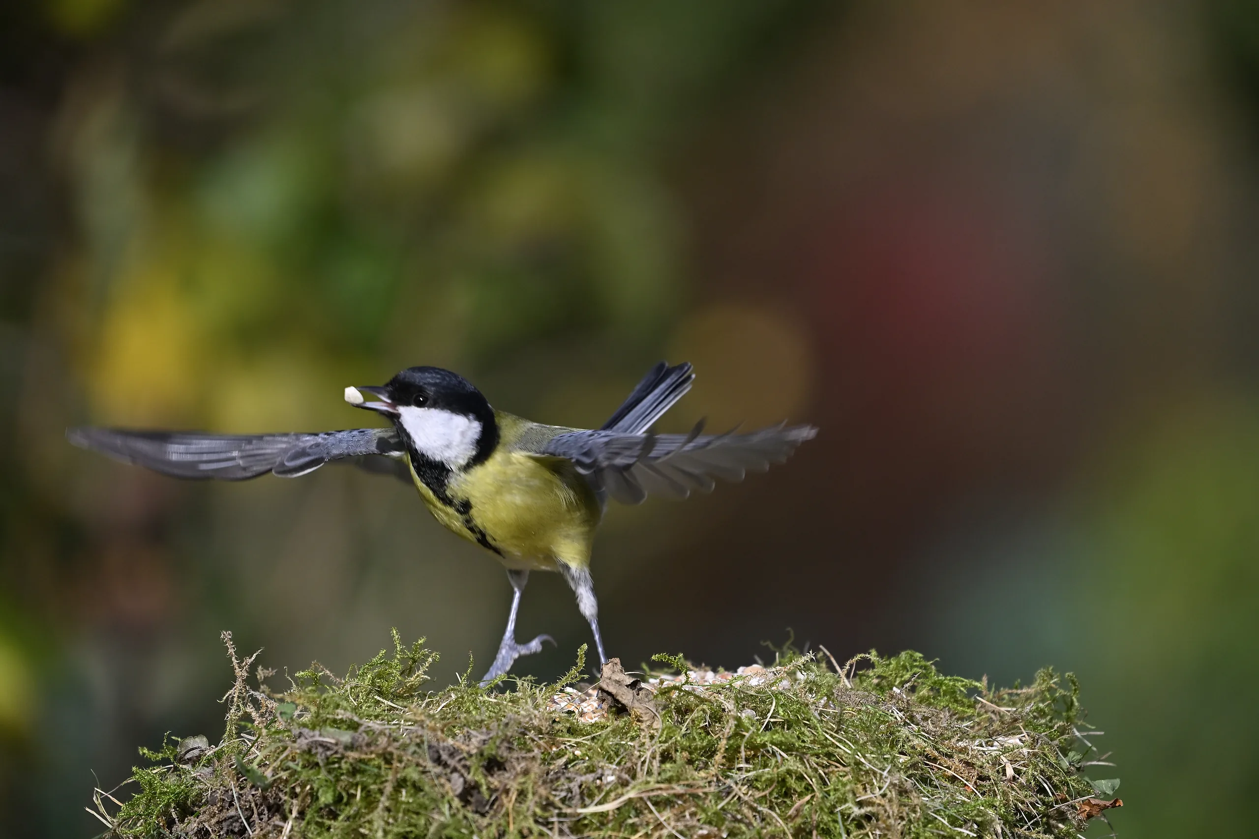 Vögel im Garten - photography by Günter Pfannenstein