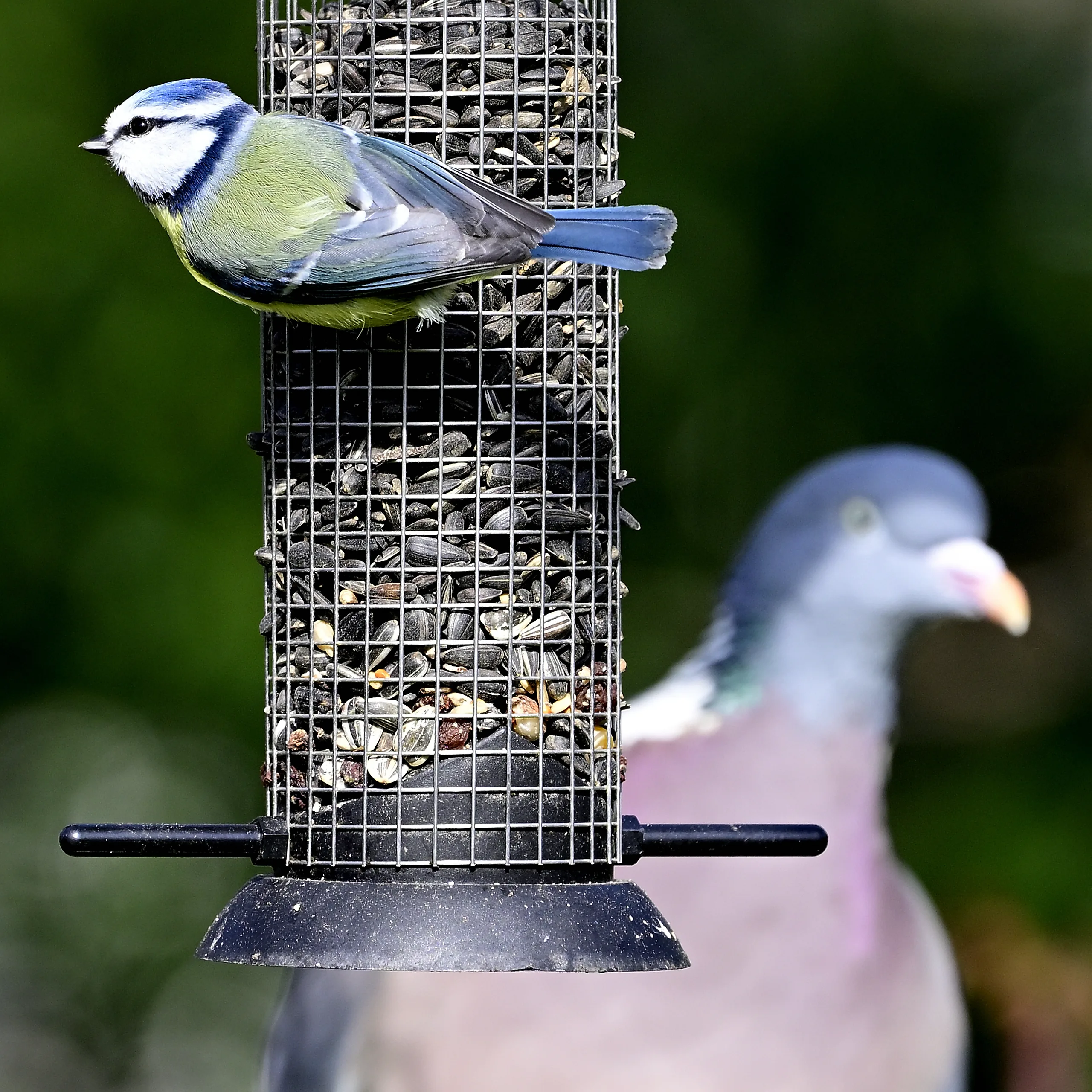 Vögel im Garten - photography by Günter Pfannenstein