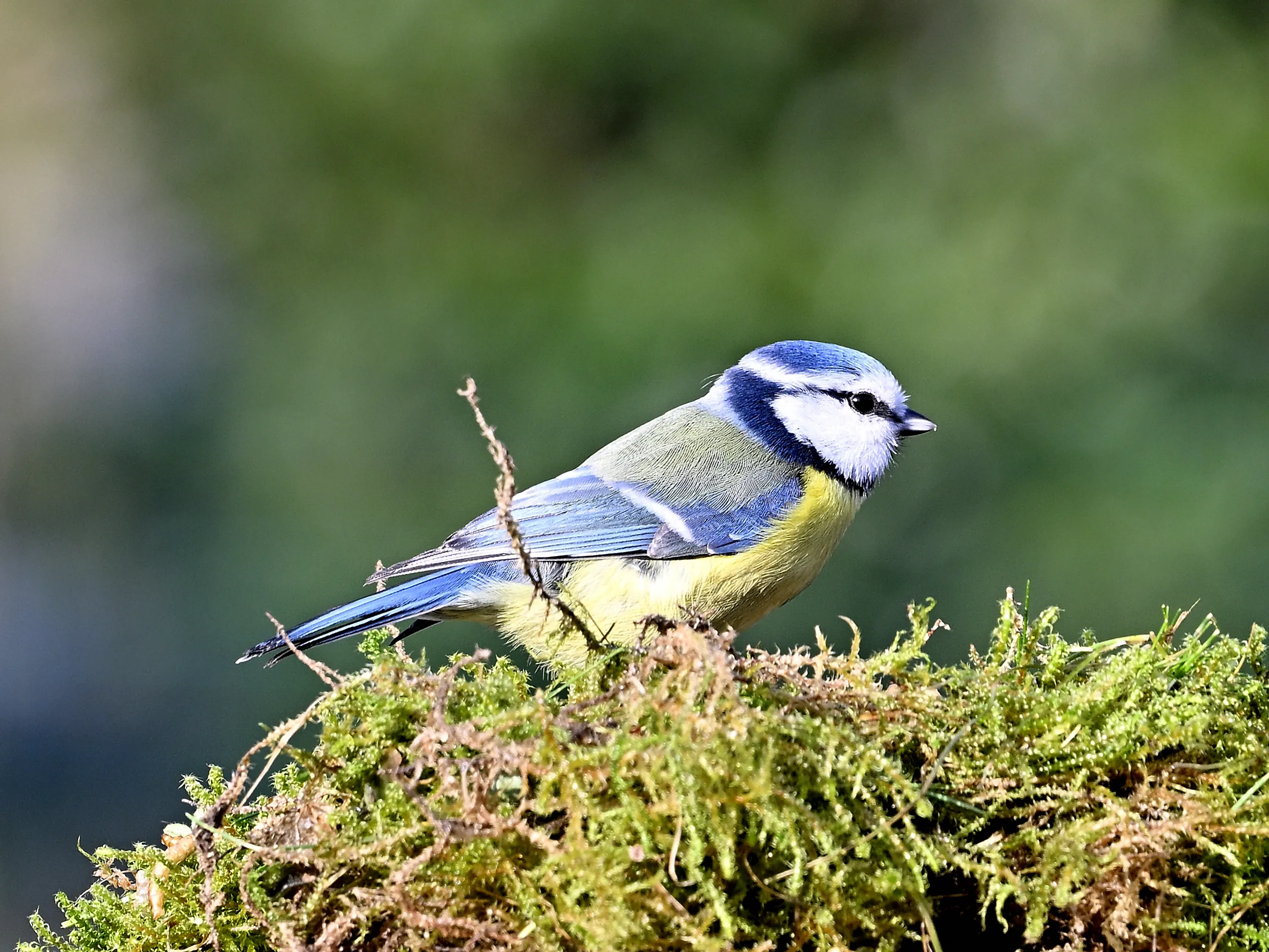 Vögel im Garten - photography by Günter Pfannenstein