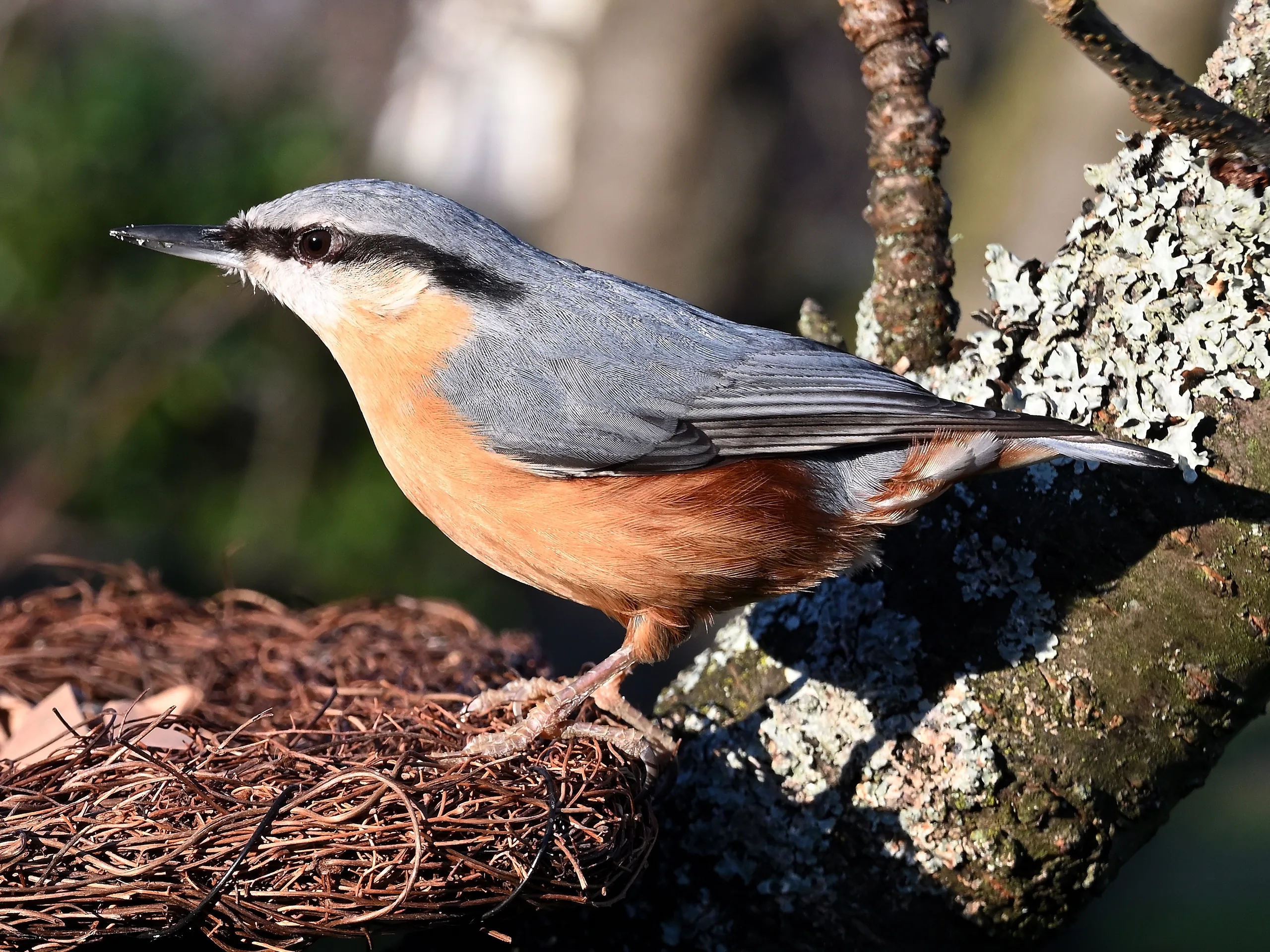 Vögel im Garten - photography by Günter Pfannenstein
