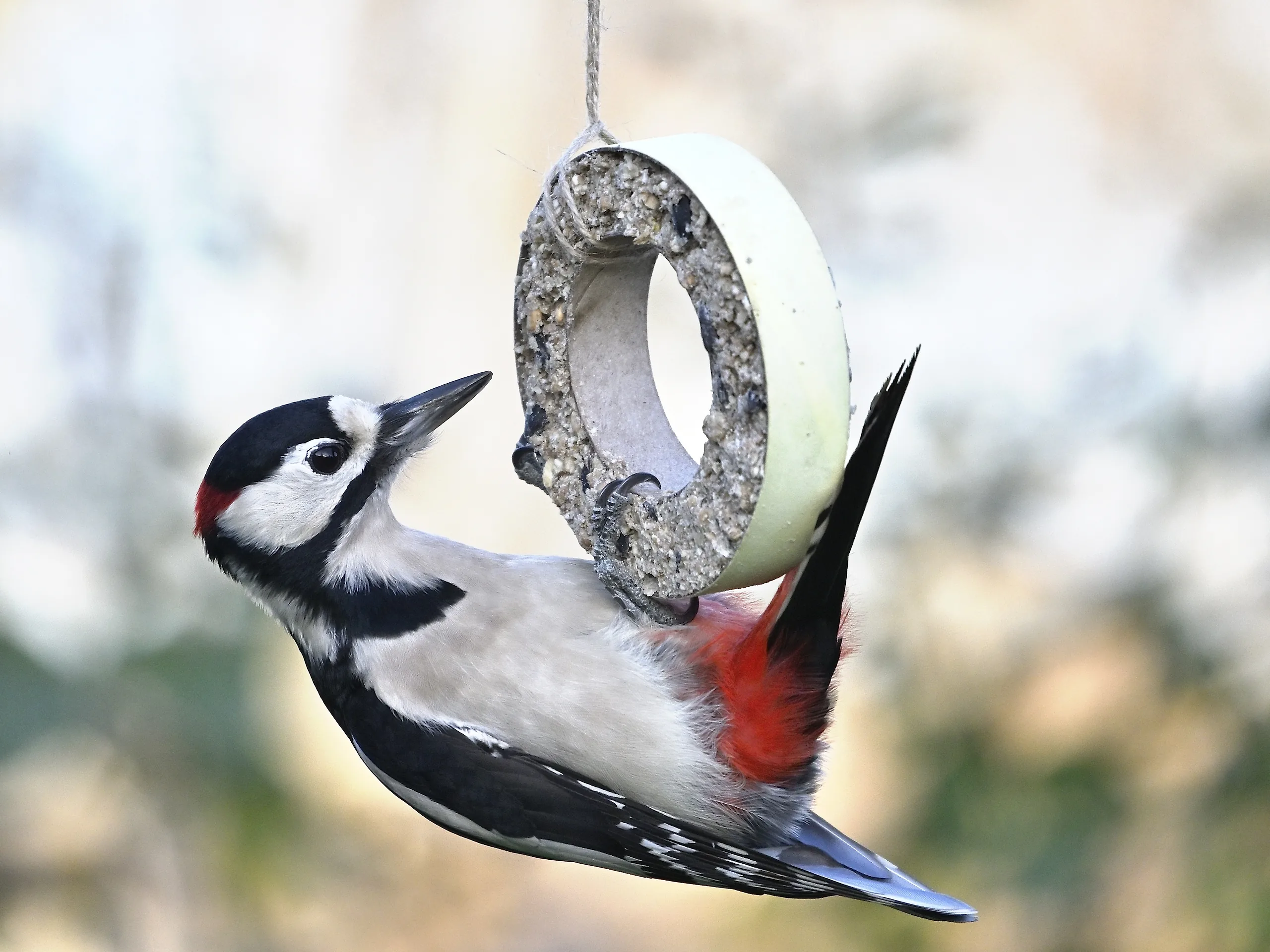 Vögel im Garten - photography by Günter Pfannenstein