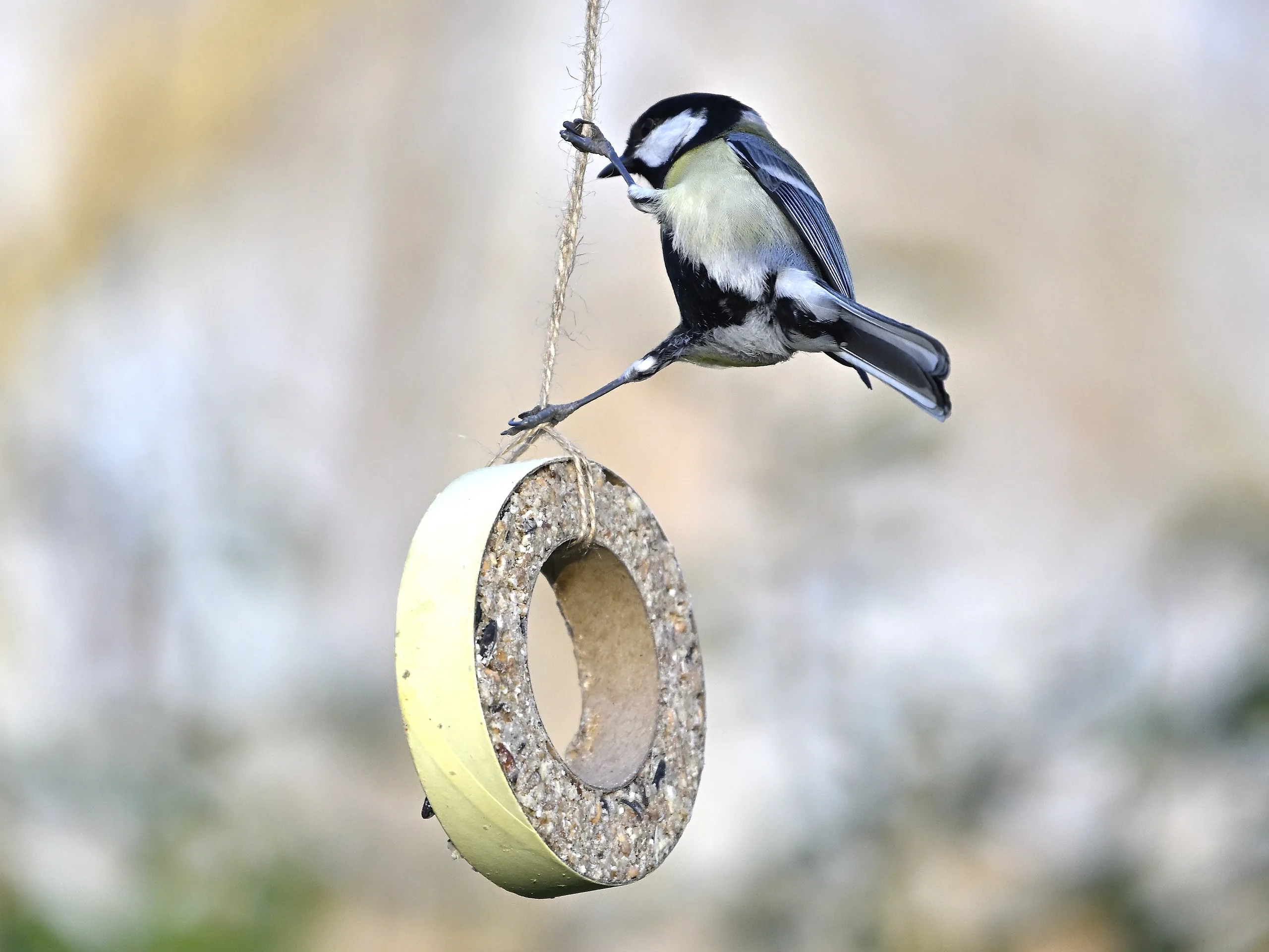 Vögel im Garten - photography by Günter Pfannenstein