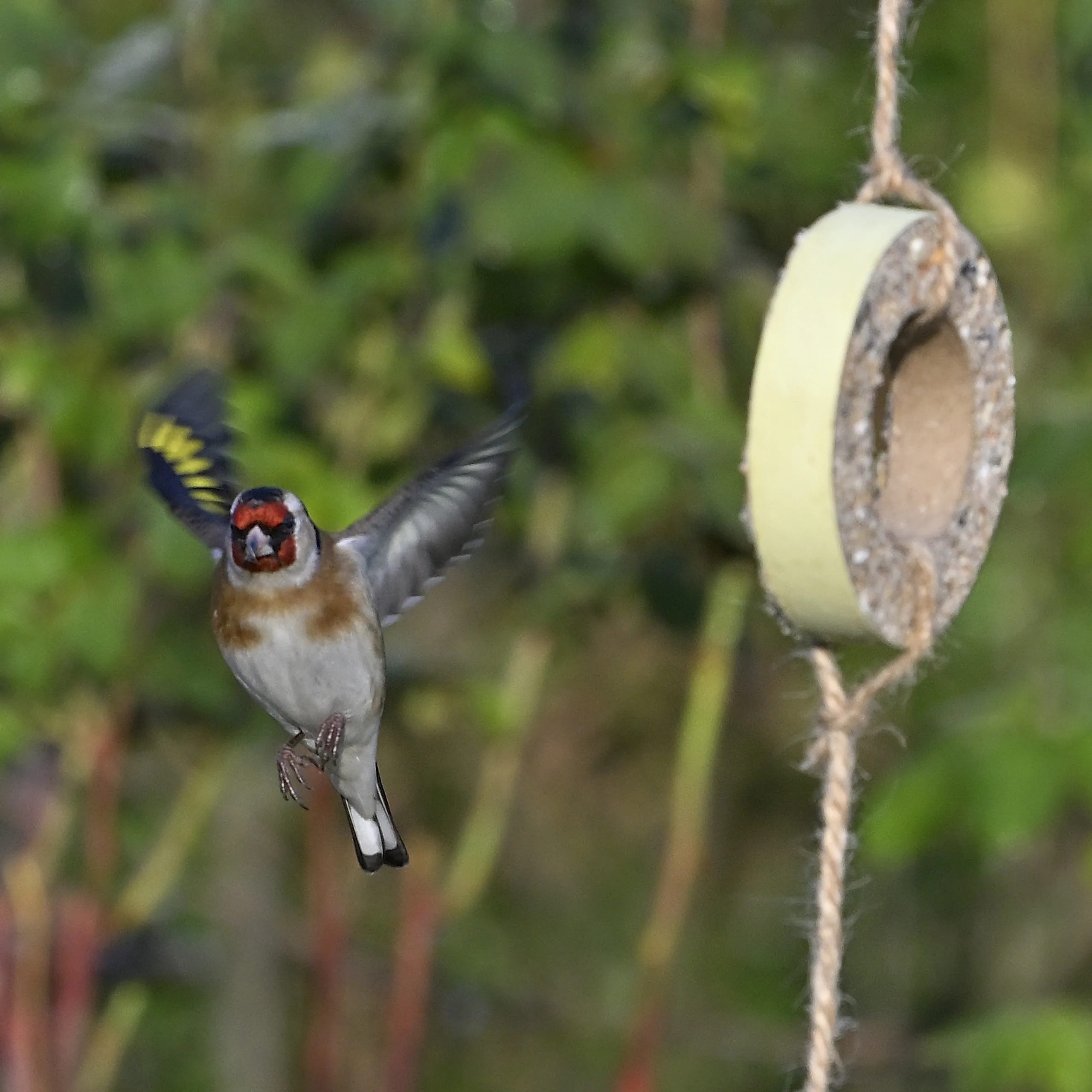 Vögel im Garten - photography by Günter Pfannenstein