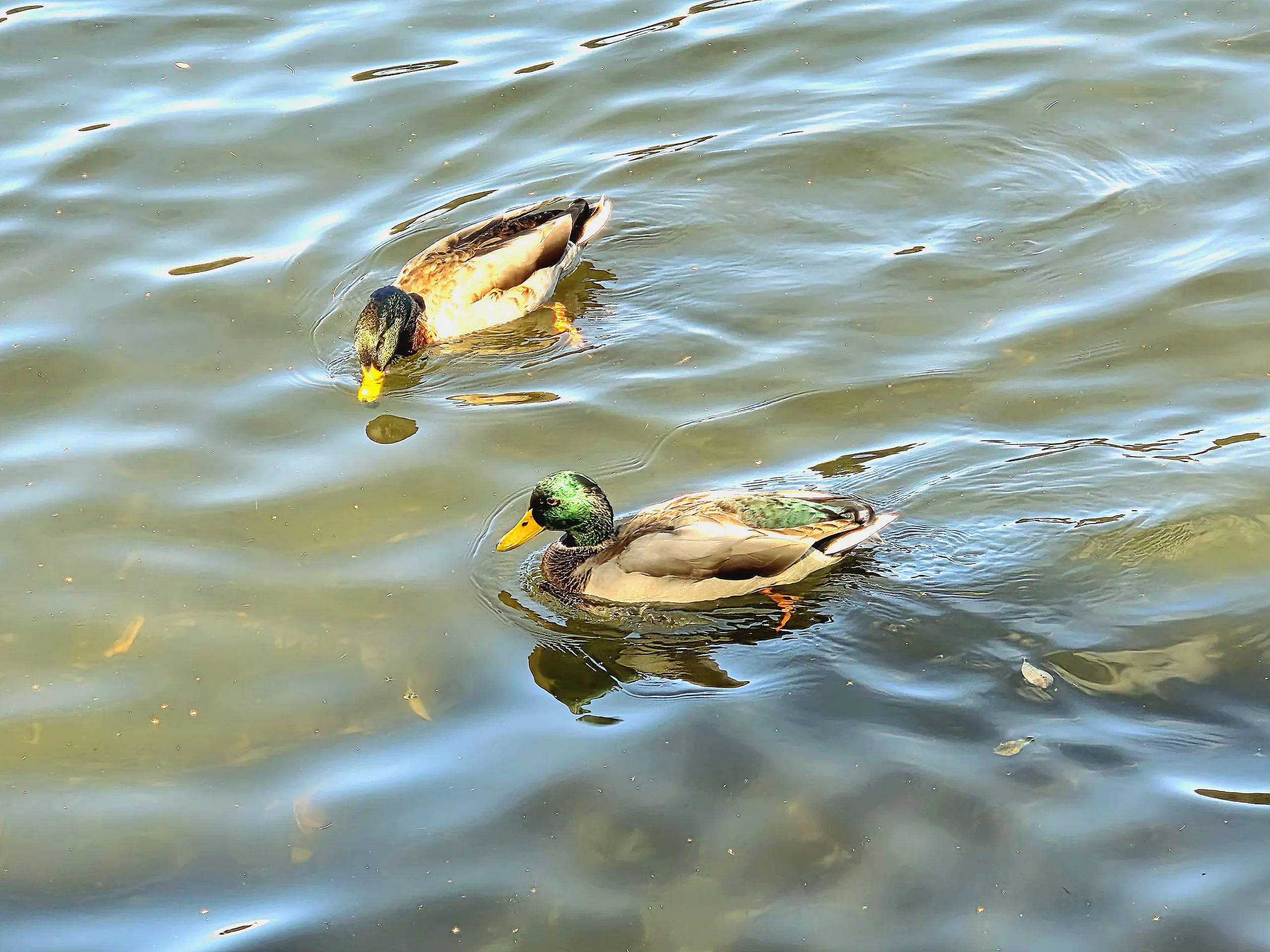 Wildlife photography - photography by @chrysaliscapture