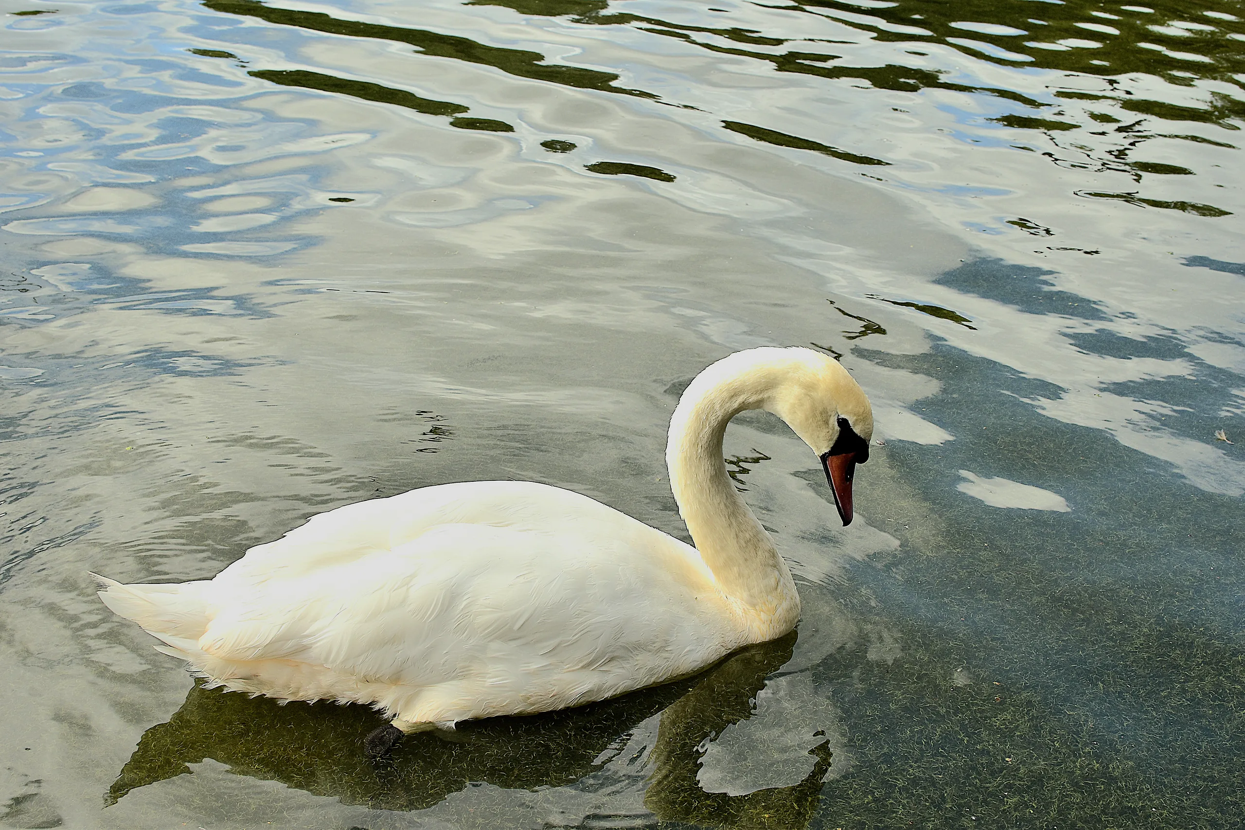 Wildlife photography - photography by @chrysaliscapture