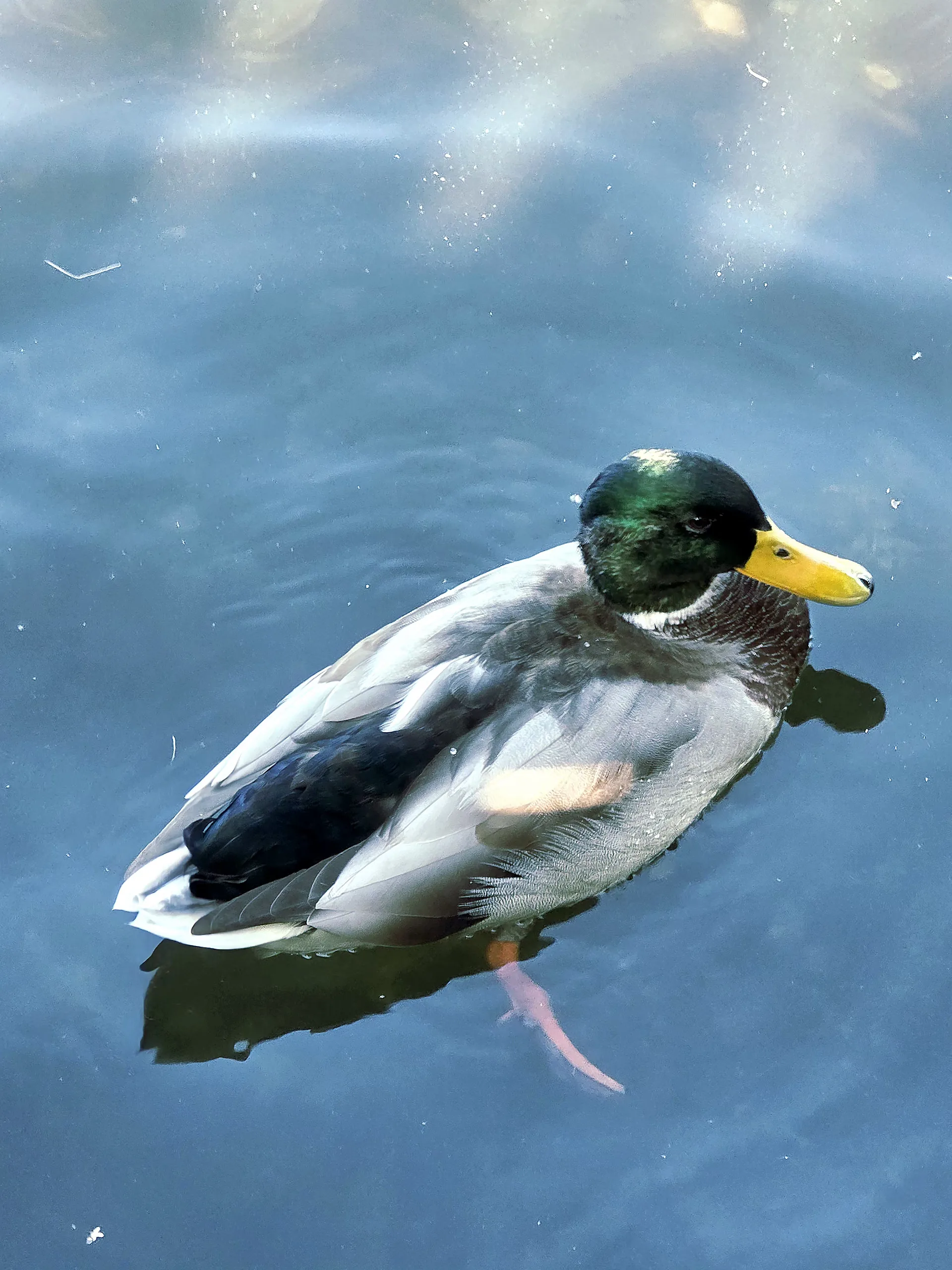 Wildlife photography - photography by @chrysaliscapture