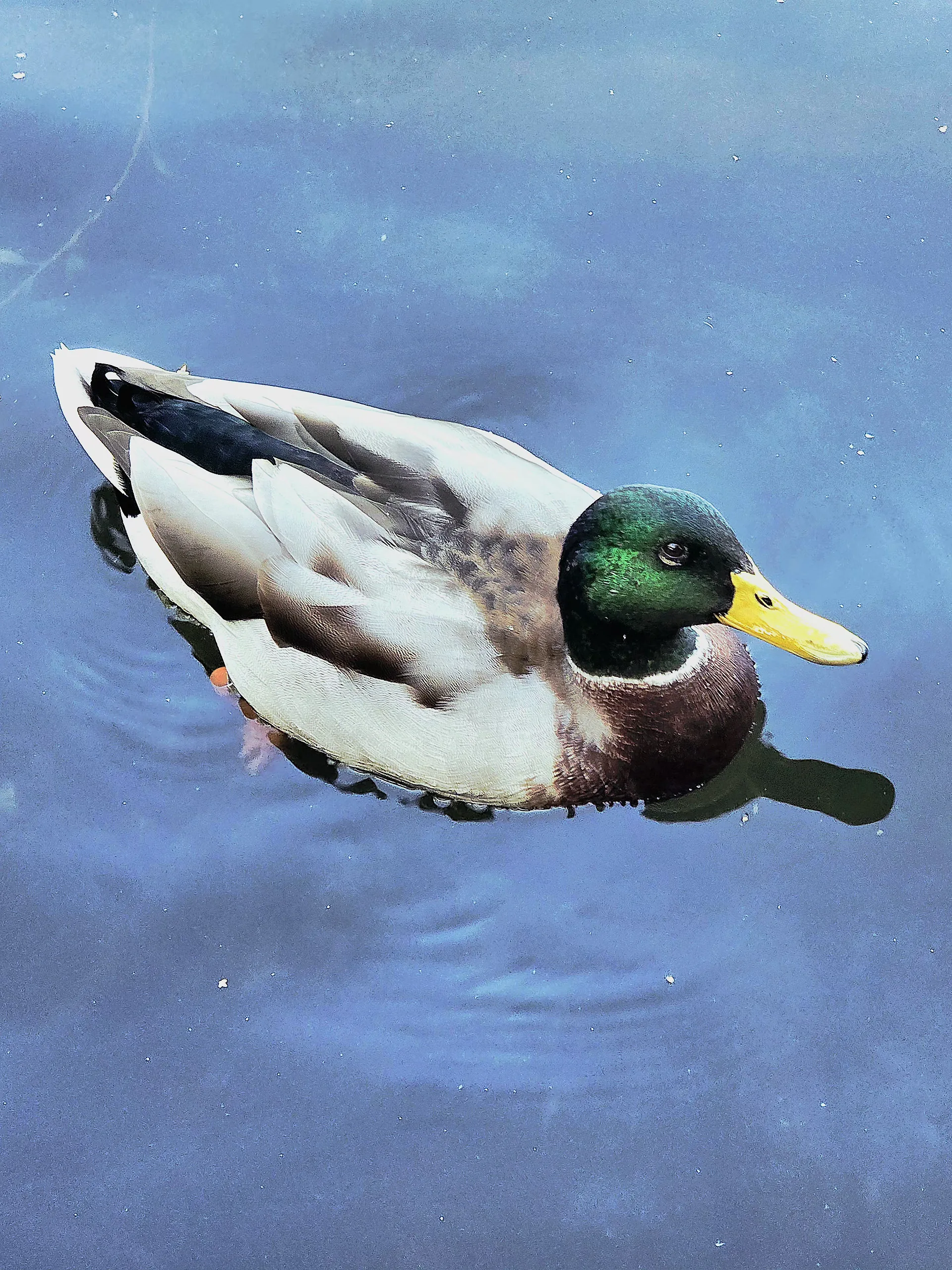 Wildlife photography - photography by @chrysaliscapture