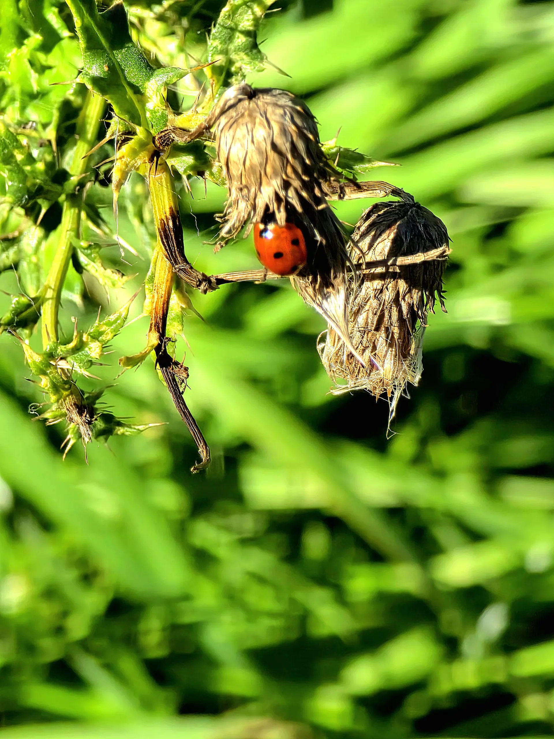 Wildlife photography - photography by @chrysaliscapture
