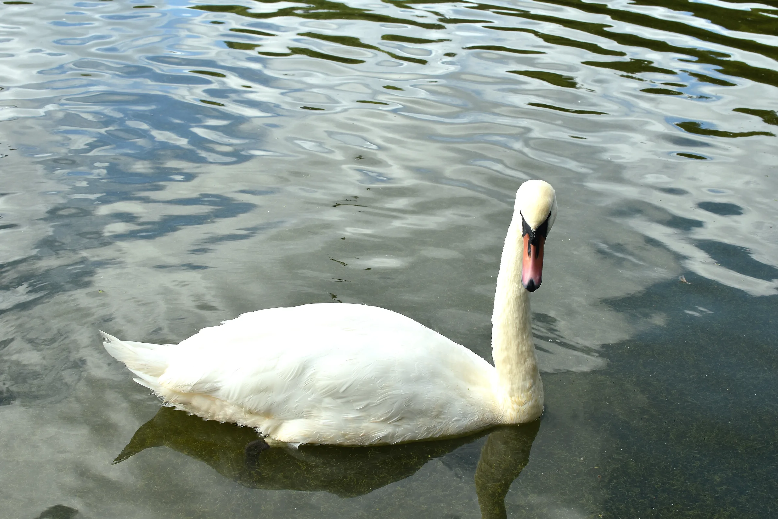 Wildlife photography - photography by @chrysaliscapture
