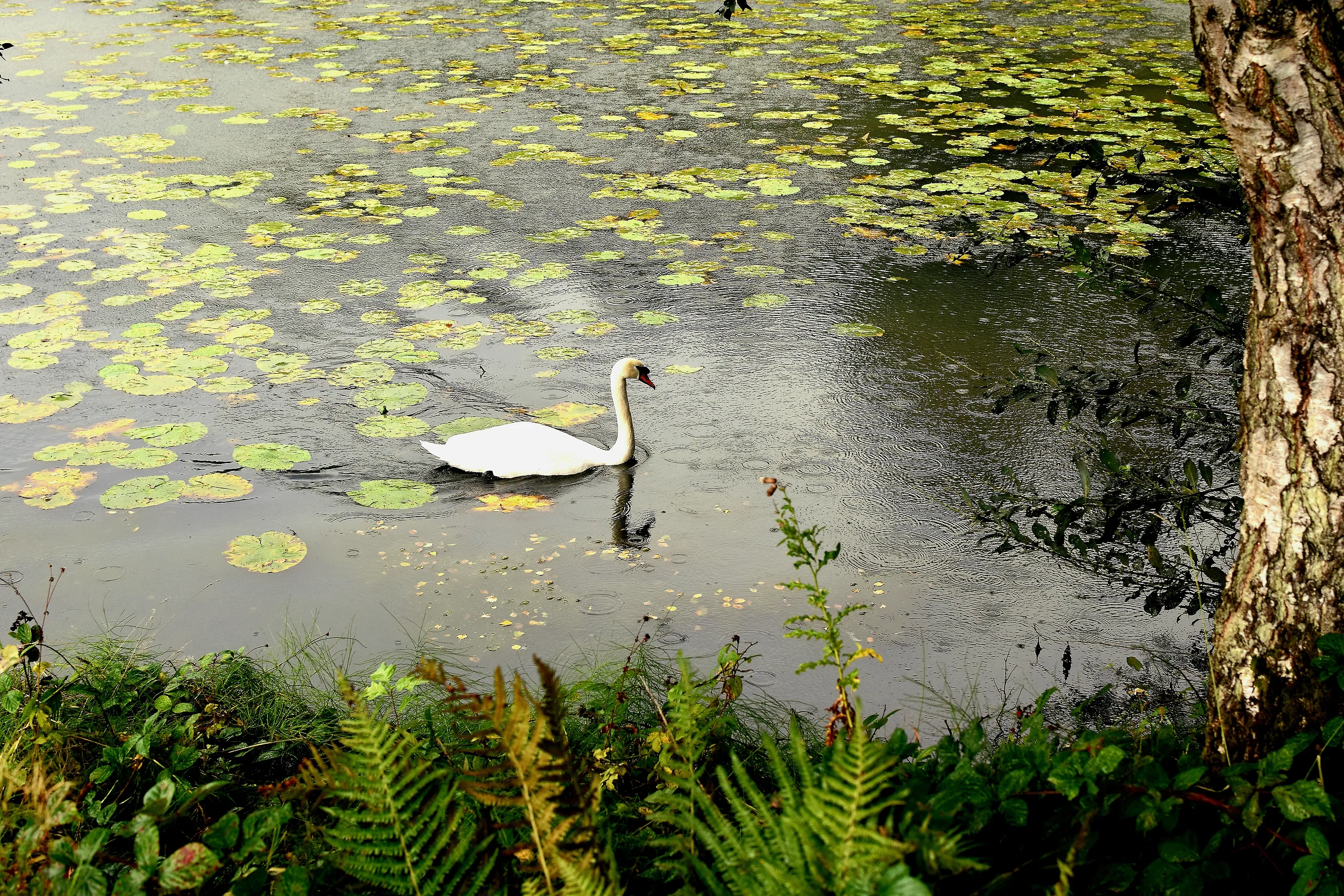 Wildlife photography - photography by @chrysaliscapture