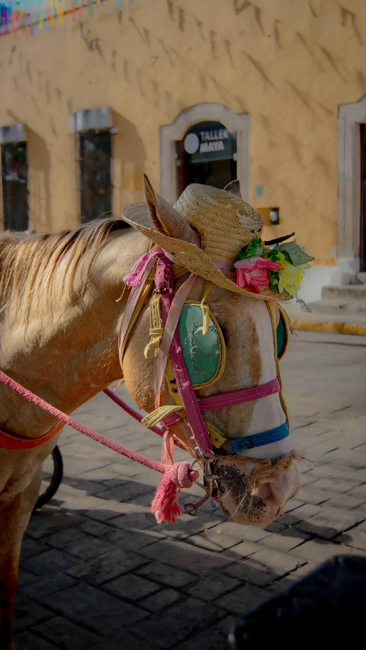 2026 - Mexico - photography by Mattia Punjwani