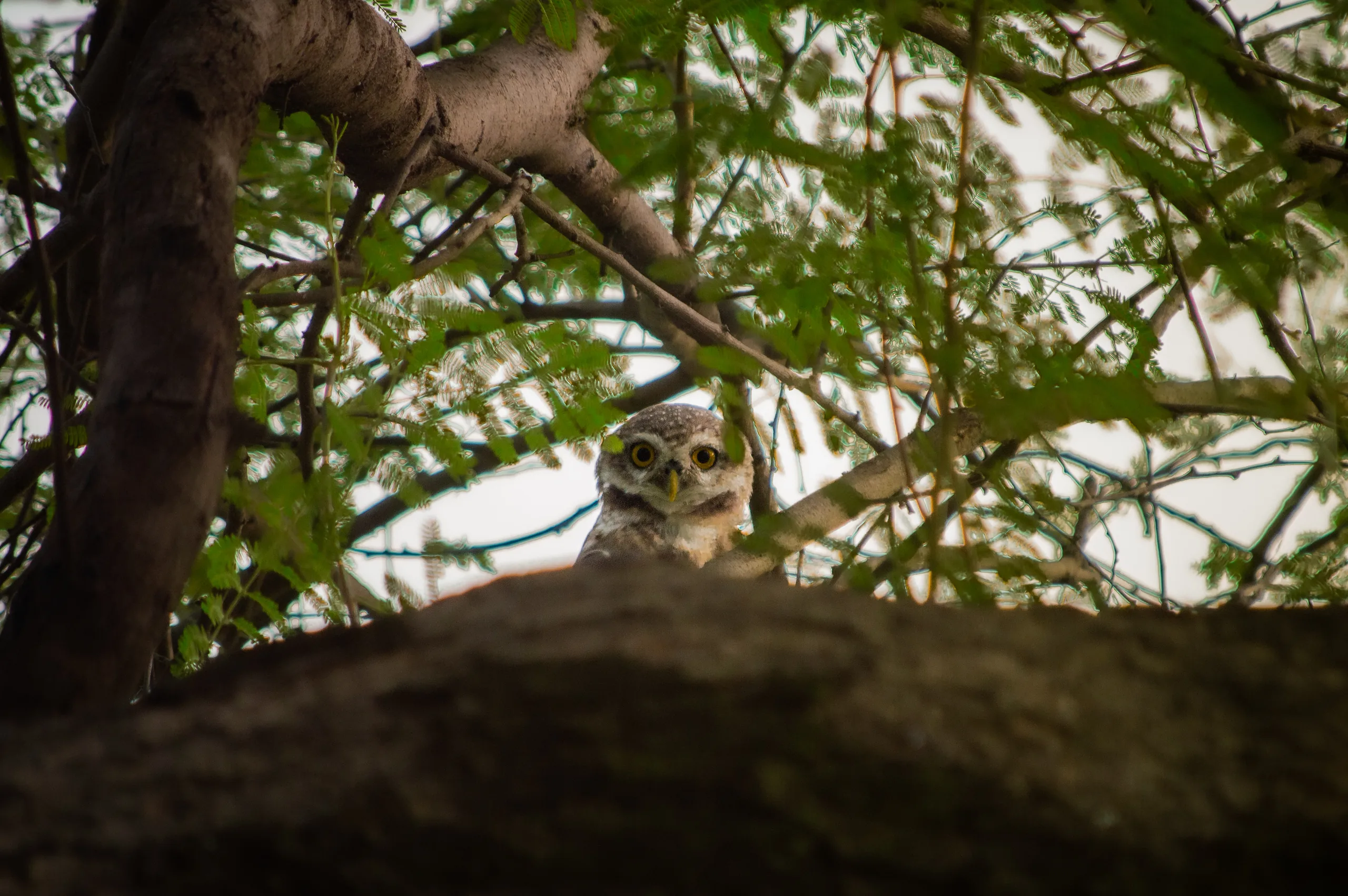 Photograph by Mattia Punjwani